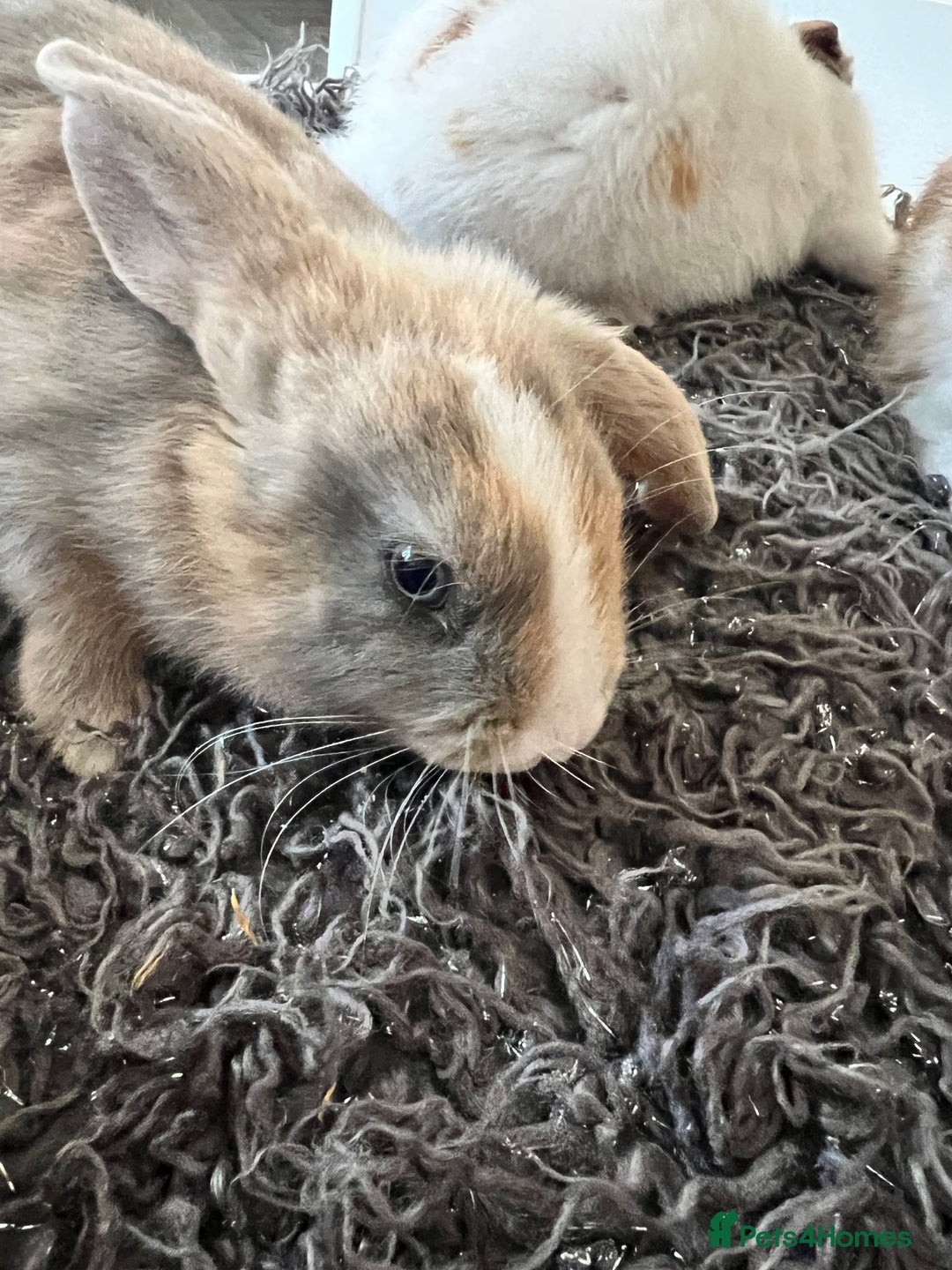 Dwarf Hotot rabbits for sale: Bunnies  in Newark - Image 8