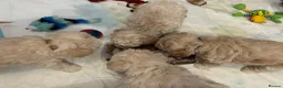 Poochon dogs for sale: Cute Cream/white with brown noses poochon puppies - Advert 10