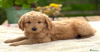 Goldendoodle dogs - Advert 5