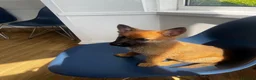 German Shepherd dogs for sale: Working German Shepherd x belgian malinois Puppies in Purley - Advert 10