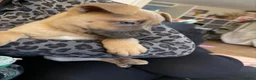 Mixed Breed dogs for sale: Chow Chow x Amstaff Puppy 3 months  - Advert 6