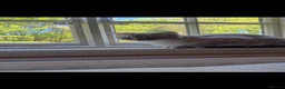 British Shorthair cats for stud: Meet Amani British Shorthair For Stud  - Advert 4