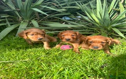 Mixed Breed dogs for sale: Beautiful litter of Golden Irish Puppies  - Image 16