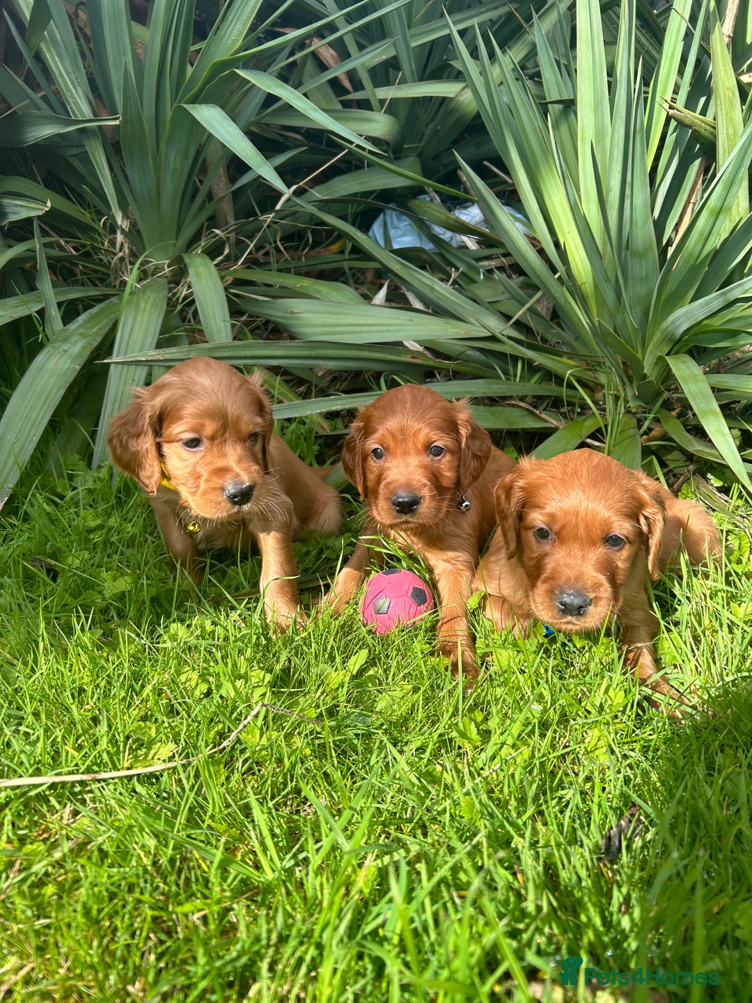 Mixed Breed dogs for sale: Beautiful litter of Golden Irish Puppies  - Image 16