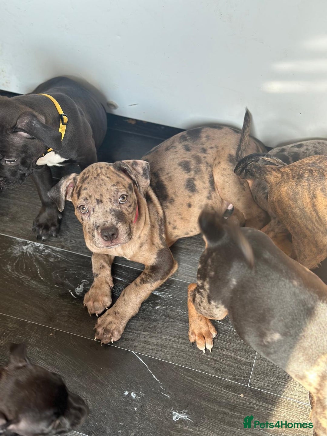 American Bulldog dogs for sale: Stunning Standard American Bulldog Puppies - Image 24