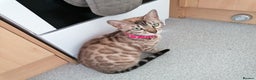 Bengal cats for sale: Glitter bengals - Advert 5