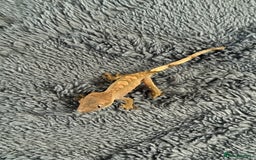 Gecko reptiles for sale: Baby Crested Gecko - Image 1