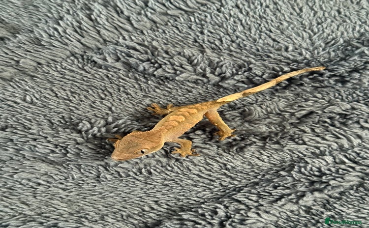 Gecko reptiles - Advert 11