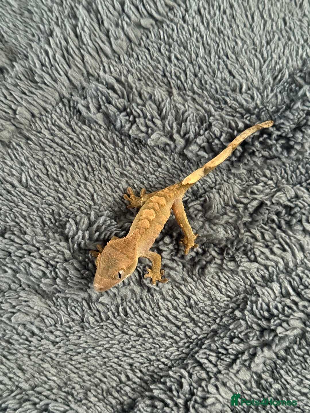 Gecko reptiles for sale: Baby Crested Gecko - Image 1