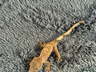 Gecko reptiles - Advert 23