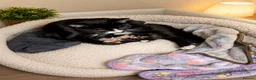 Mixed Breed cats for sale: Baby girl - Advert 1