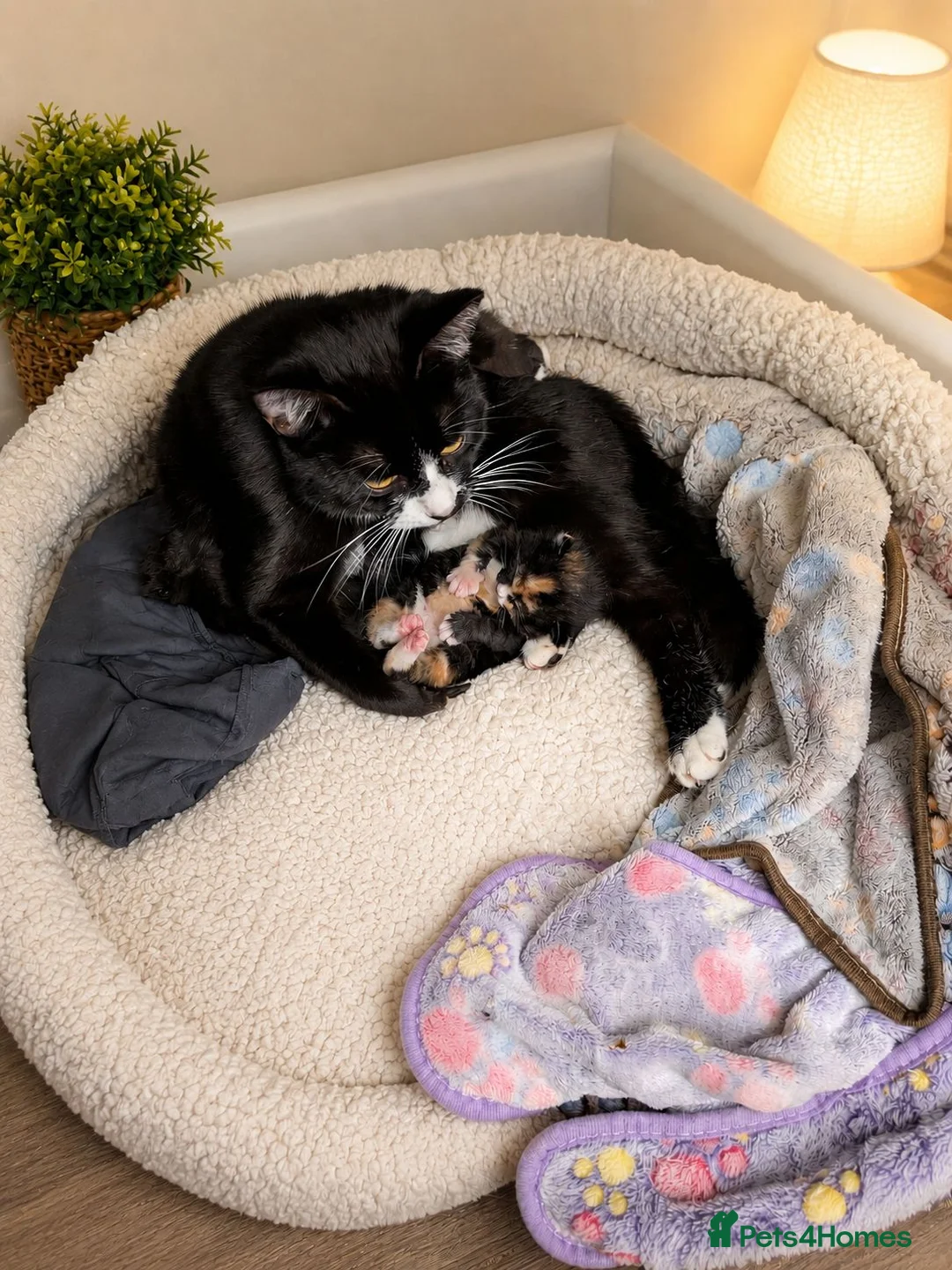 Mixed Breed cats for sale: Baby girl - Advert 1