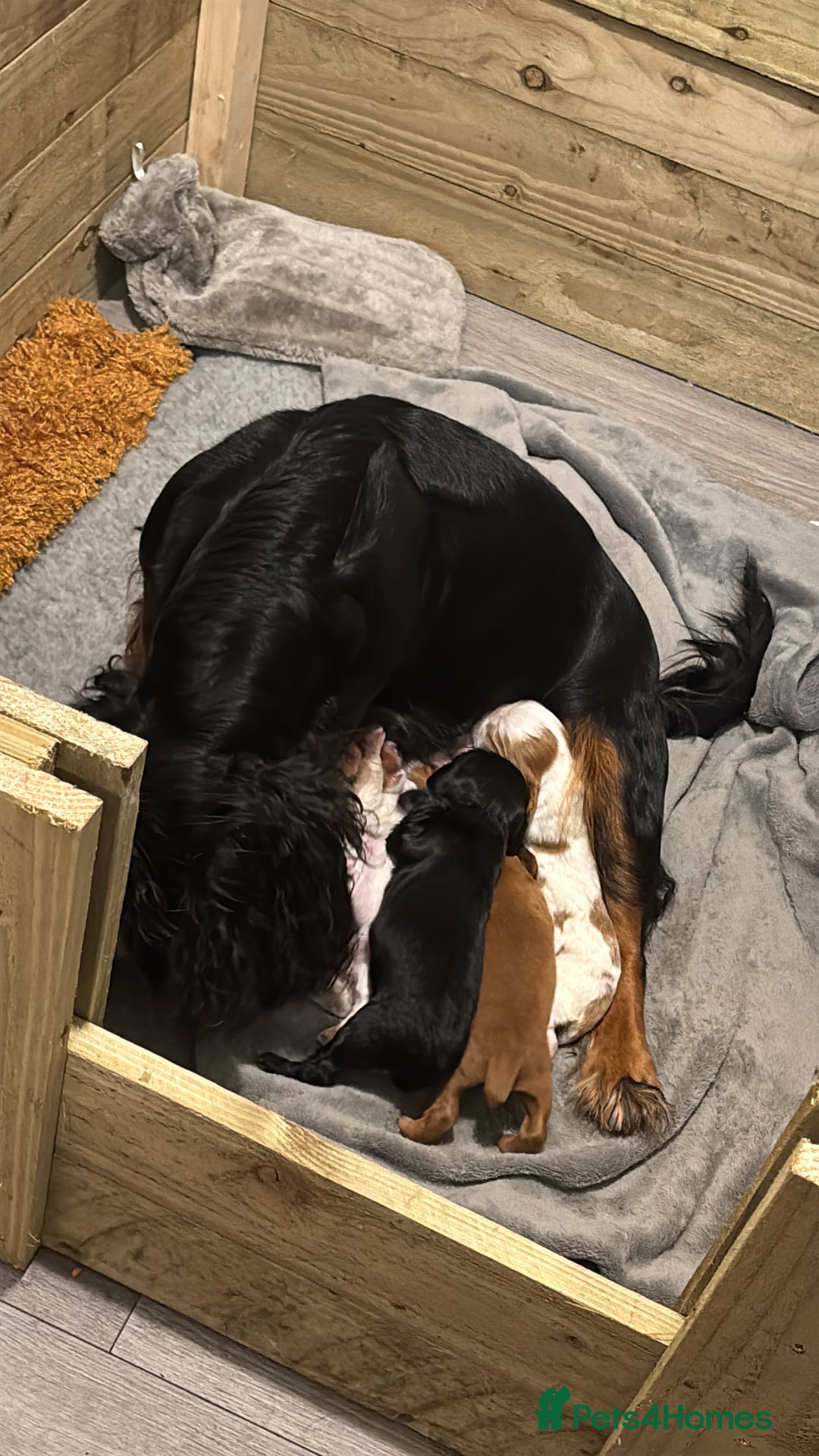 Cocker Spaniel dogs for sale: Working Cocker Spaniel Pups - Advert 8