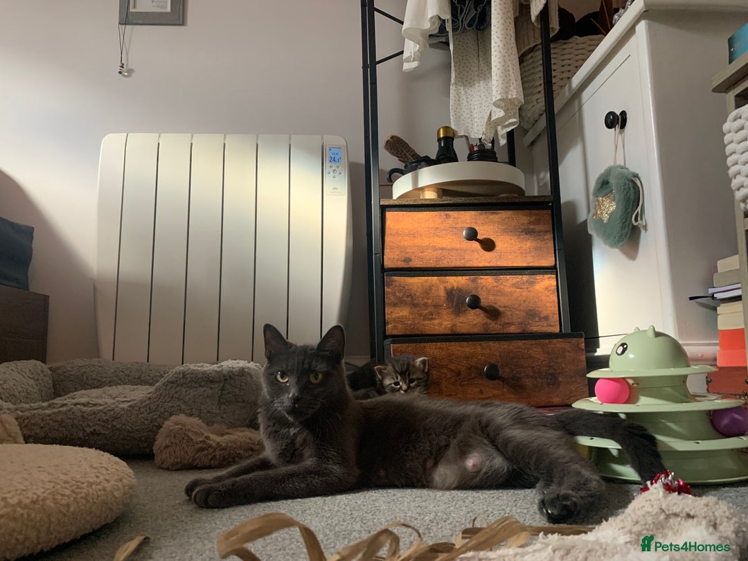 Mixed Breed cats for sale: Black Mixed Breed Kittens - Image 12