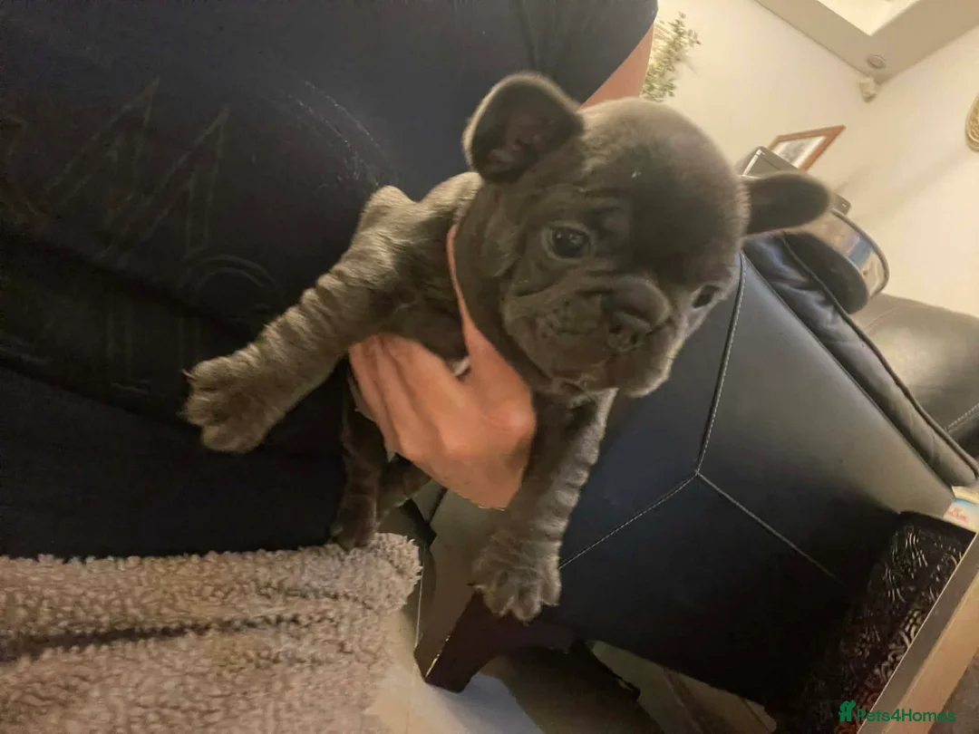 French Bulldog dogs for sale: French bulldog - Advert 4