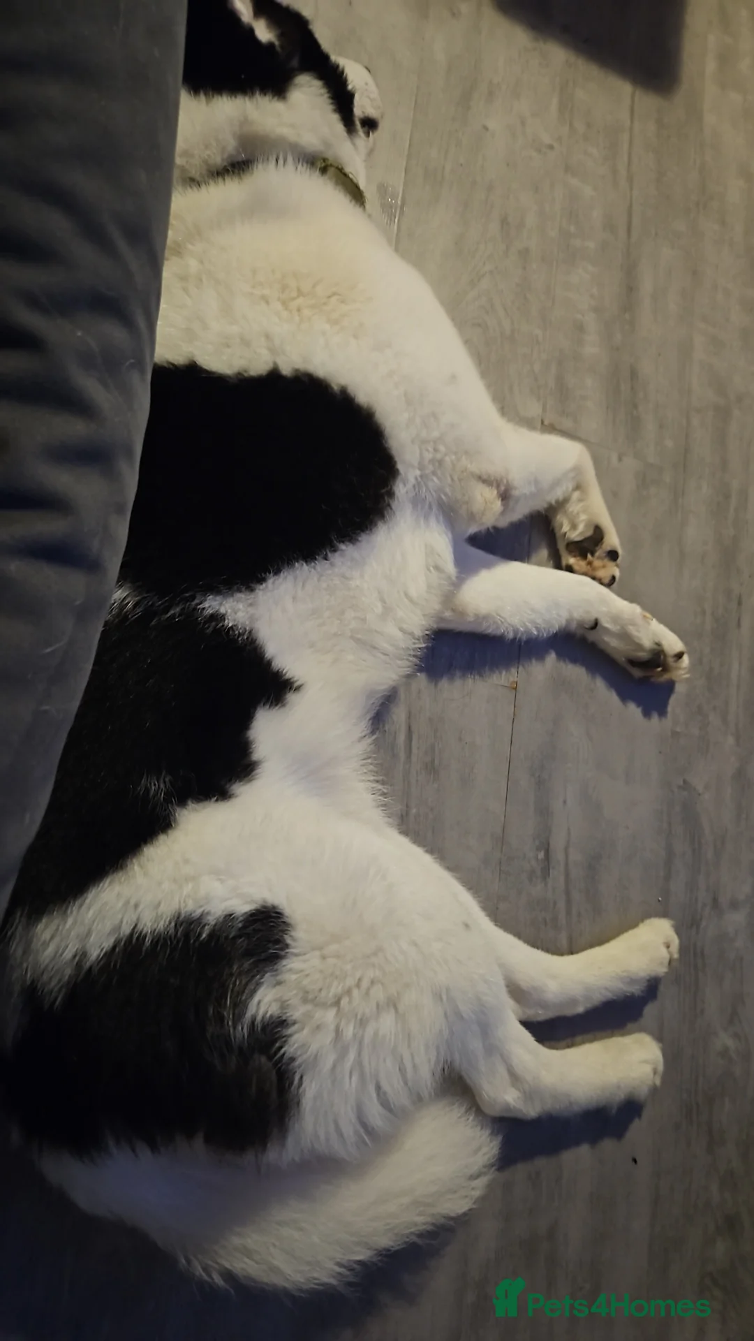 Utonagan dogs for sale: Malamute huskey cross - Advert 3