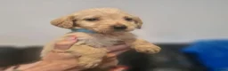 Labradoodle dogs for sale: Labradoodles  - Advert 11