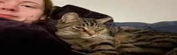 Mixed Breed cats for sale: 4 adult cats for sale/adoption - 2 boys, 2 girls  in Glossop - Advert 9
