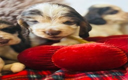 Cocker Spaniel dogs for sale: KC Show cocker spaniel pups chocolate Sable Roan   - Image 4