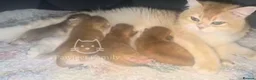 British Shorthair cats for sale: ✨ EXCEPTIONAL GOLDEN BRITISH SHORTHAIR BOYS ✨ - Advert 26