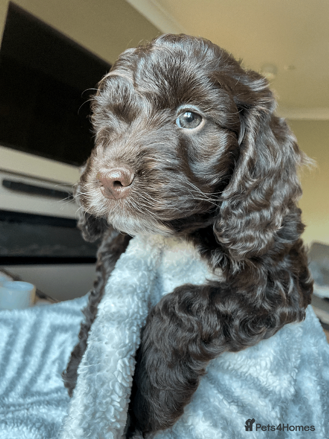 Cockapoo dogs for sale: Beautiful Thick coated Fluffy F1 Toy Cockapoo pups - Advert 24