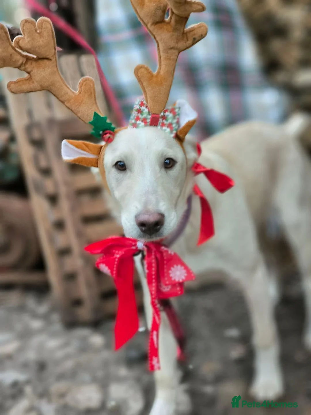 Mixed Breed dogs for adoption: 💙MOROZKO💙9 months Affectionate•Gentle•Puppy-like in Oxford - Advert 15