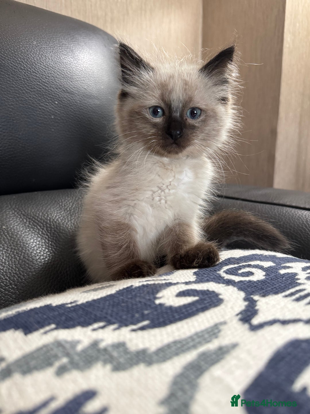 Ragdoll cats for sale: 2 stunning seal point ragdoll boys  - Image 15