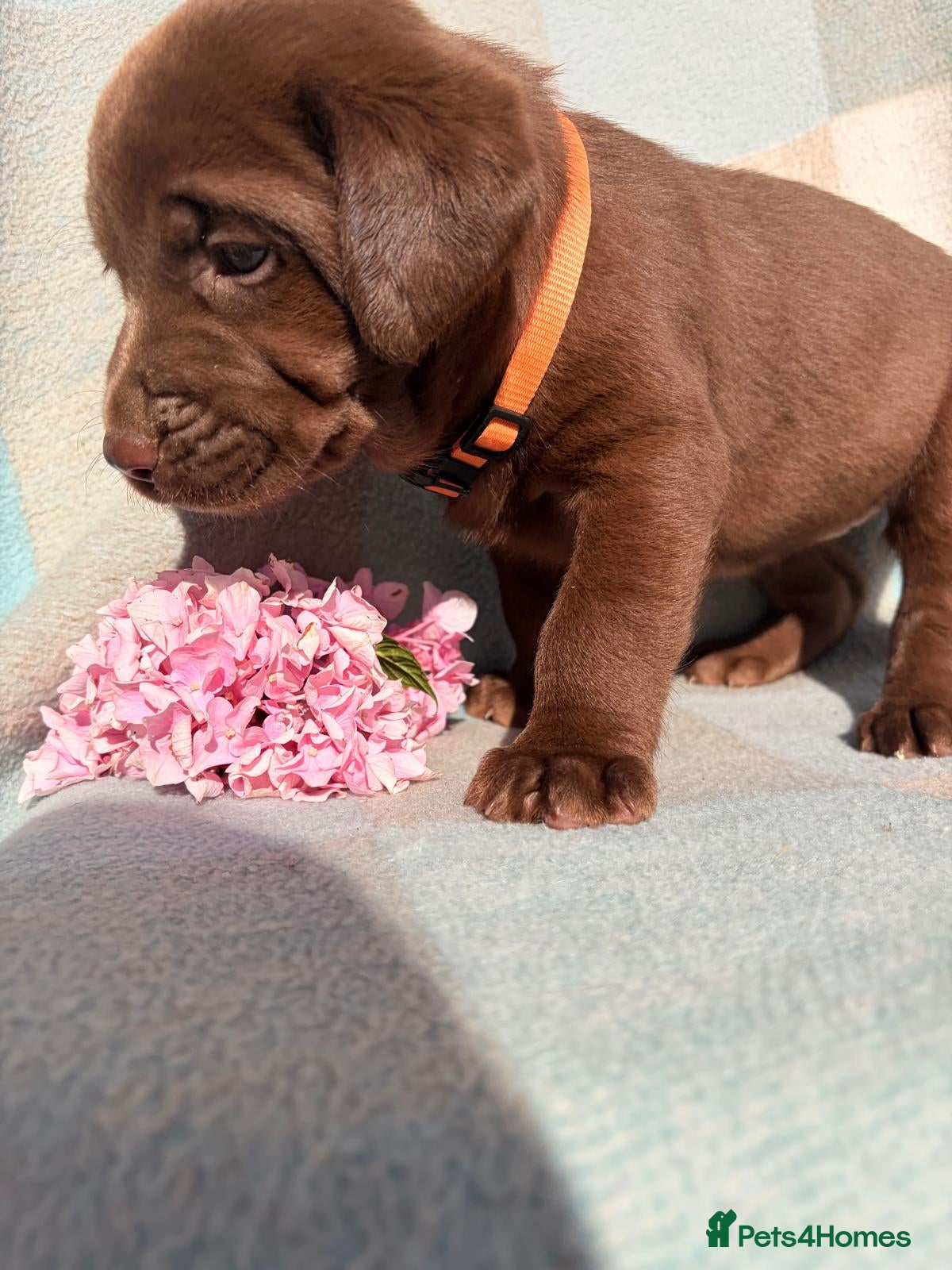 Labrador Retriever dogs ⭐️ KC Registered Chocolate Lab Puppies ⭐️ - Advert 2
