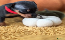 Miniature Pinscher dogs for sale: Miniature Pincher Puppies  - Image 13
