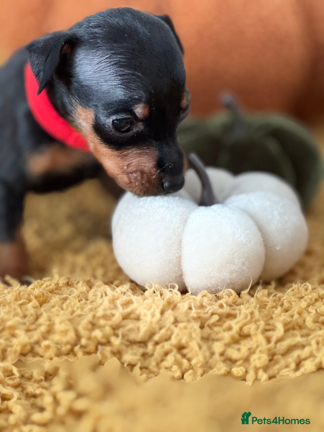 Miniature Pinscher dogs for sale: Miniature Pincher Puppies  - Image 13