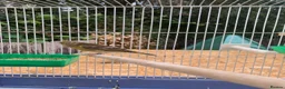 Mixed Breed birds for sale: Goldfinch x siskin  in Southampton - Advert 3