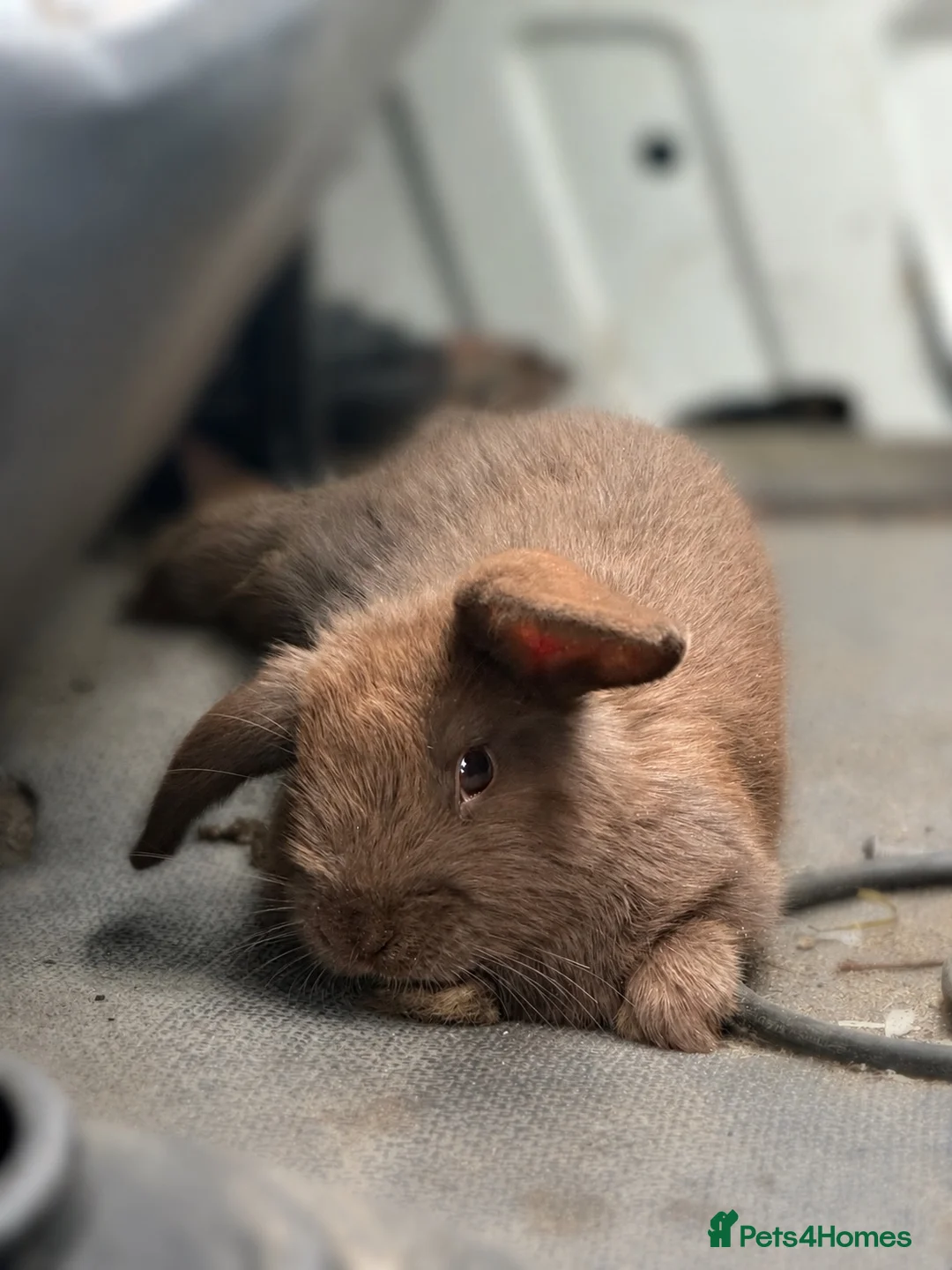 Mini Lop rabbits for sale: Male Mini lop  in Ammanford - Advert 1