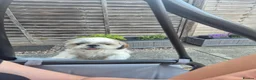 Shih Tzu dogs for sale: 5-Year-Old Shih Tzu Female in Thetford - Advert 2