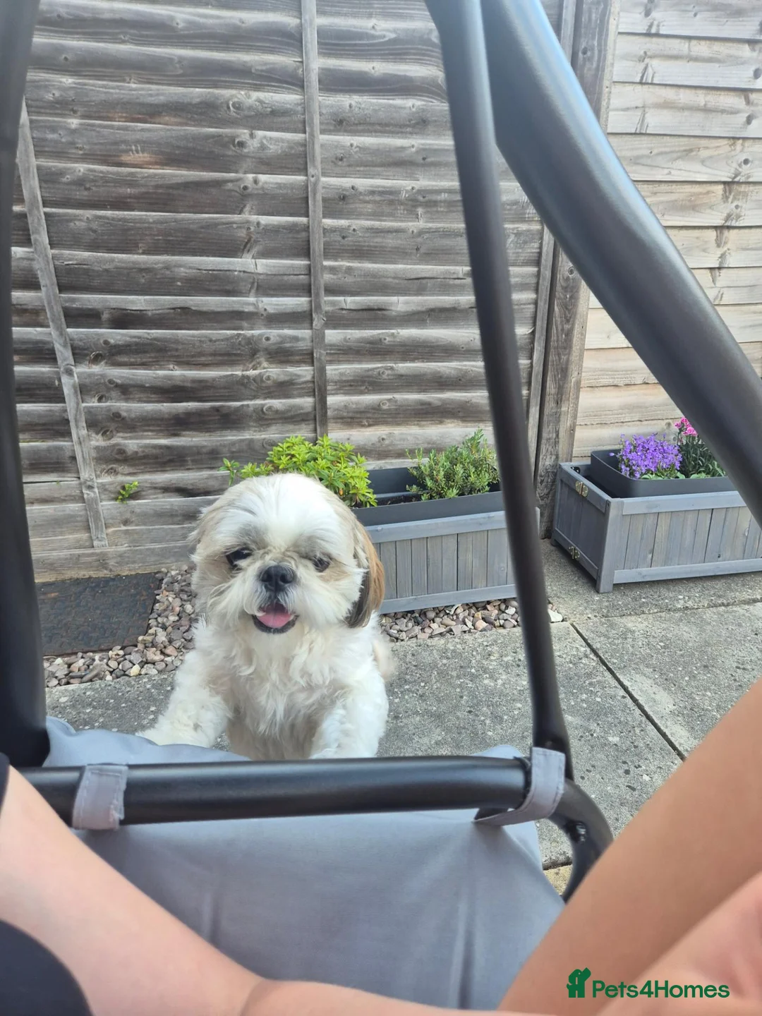 Shih Tzu dogs for sale: 5-Year-Old Shih Tzu Female in Thetford - Advert 2