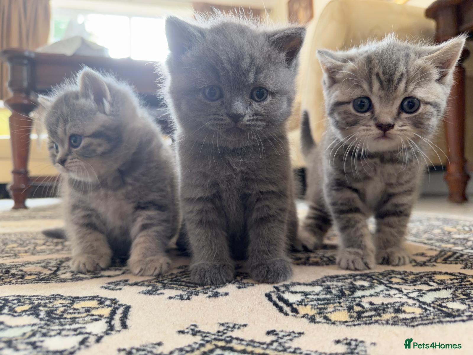 British Shorthair cats 3 British Shorthair Kittens  - Advert 1
