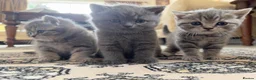British Shorthair cats for sale: 3 British Shorthair Kittens  - Advert 1