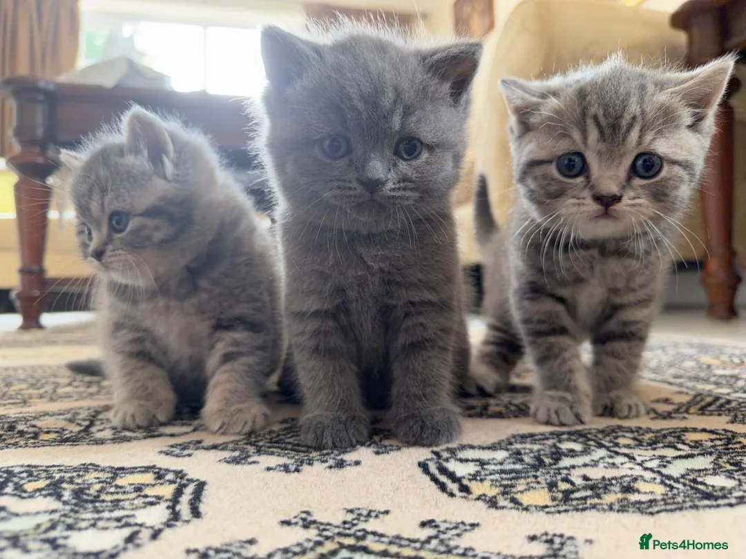 British Shorthair cats for sale: 3 British Shorthair Kittens  - Advert 1