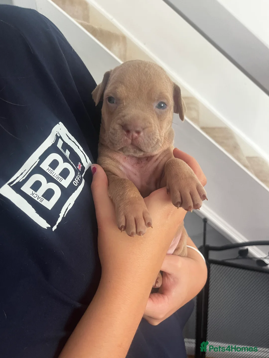 Mixed Breed dogs for sale: Gorgeous Staffordshire pups for sale in Broadstairs - Advert 2