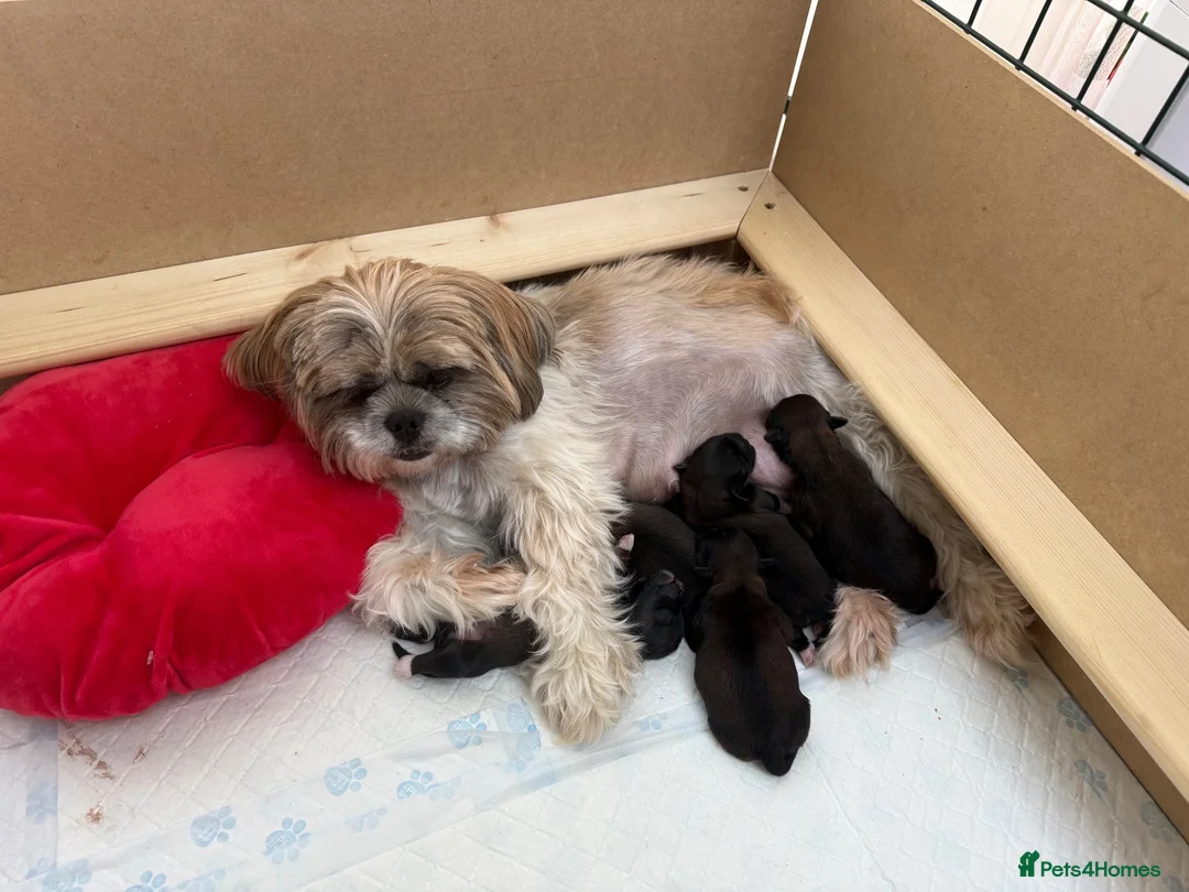 Lhasa Apso dogs for sale: Tibetan Lhasa Apso Brindle Puppies - Advert 1