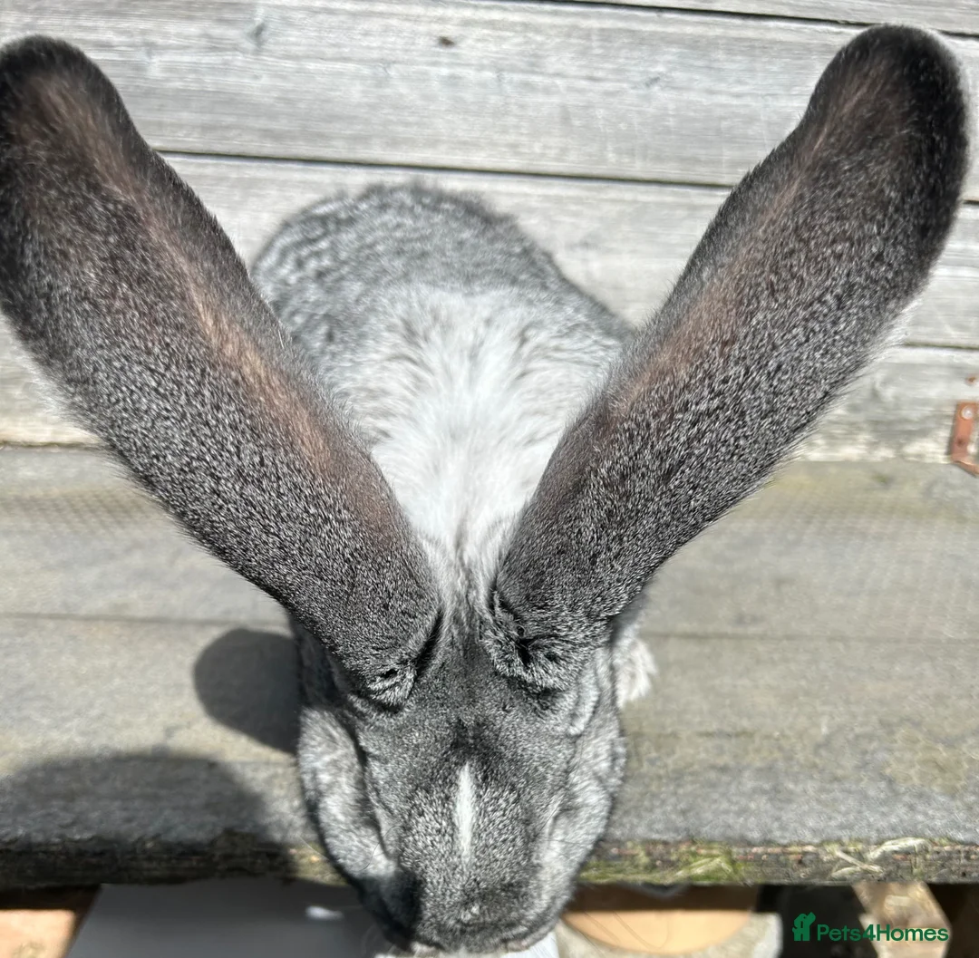 Flemish rabbits for sale: We have the Worlds Biggest Bunnies  - Advert 2