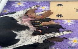 Cocker Spaniel dogs for sale: KC Registered Show Cocker Spaniels - Image 2