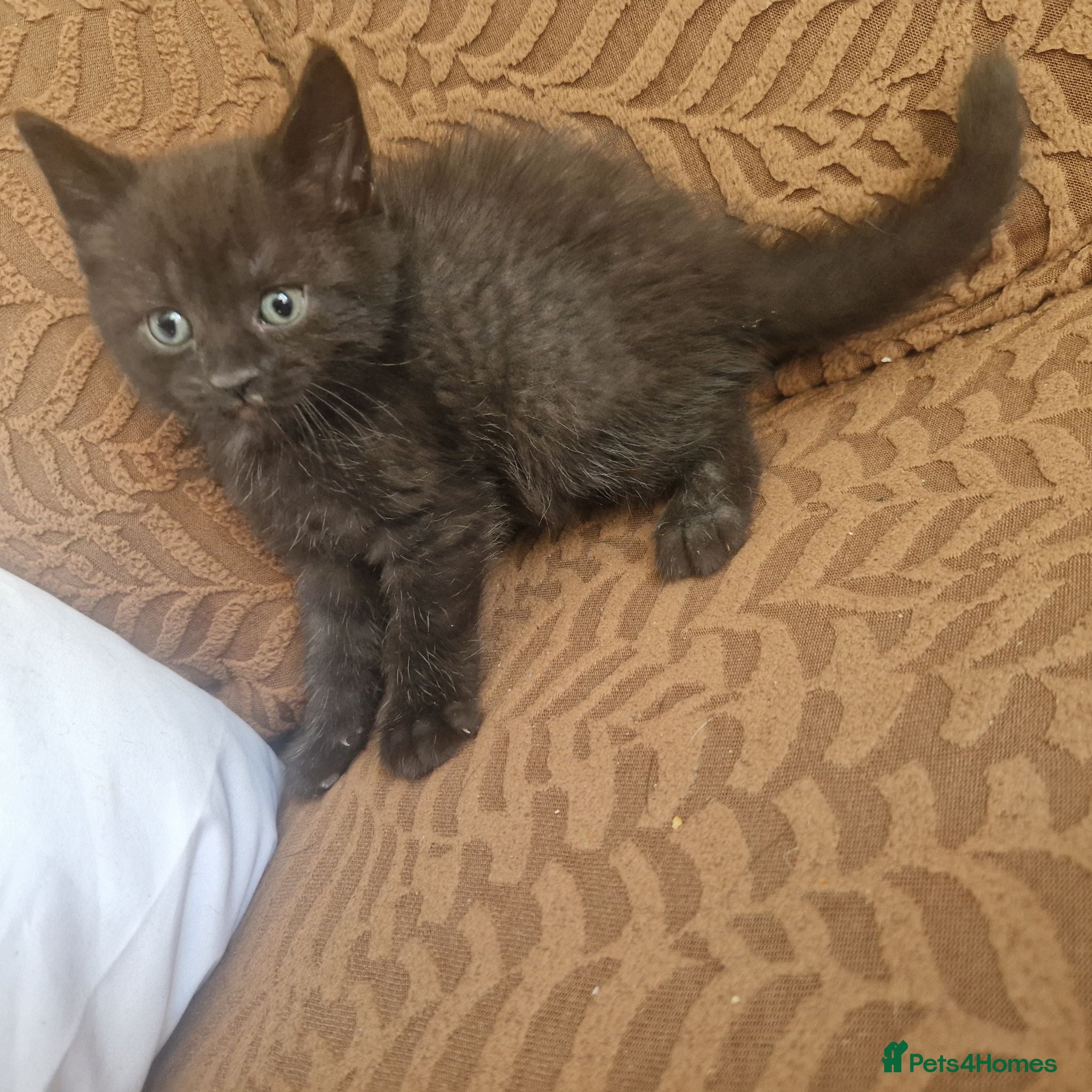 British Shorthair cats READY TODAY !  - Advert 1