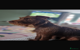 Patterdale Terrier dogs for sale: Patterdale Puppies - Image 7