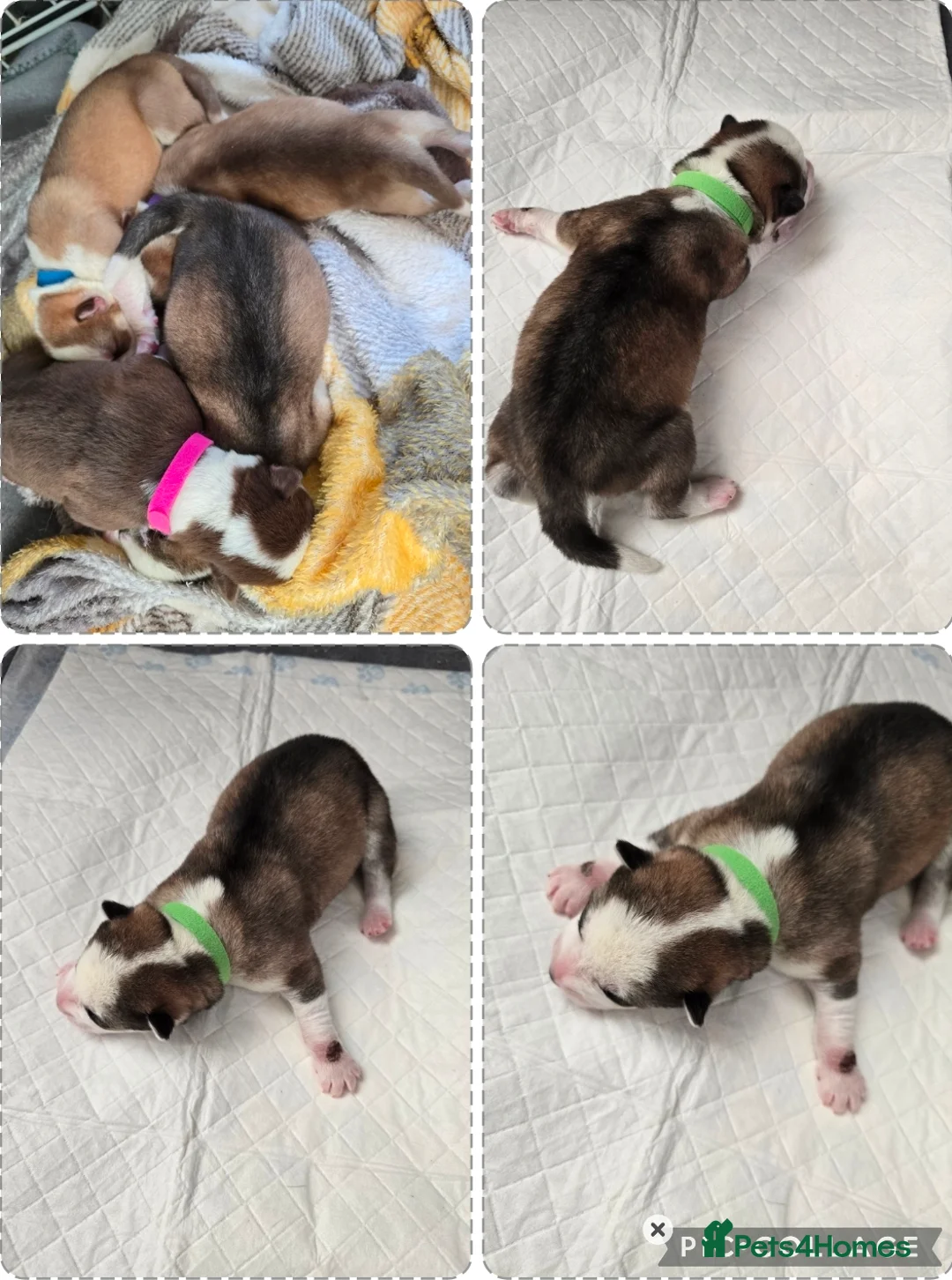 Siberian Husky dogs for sale: Husky puppies  - Advert 19