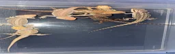 Bearded Dragon reptiles for sale: Clutch of leather backbearded dragon babies in Nottingham - Advert 2