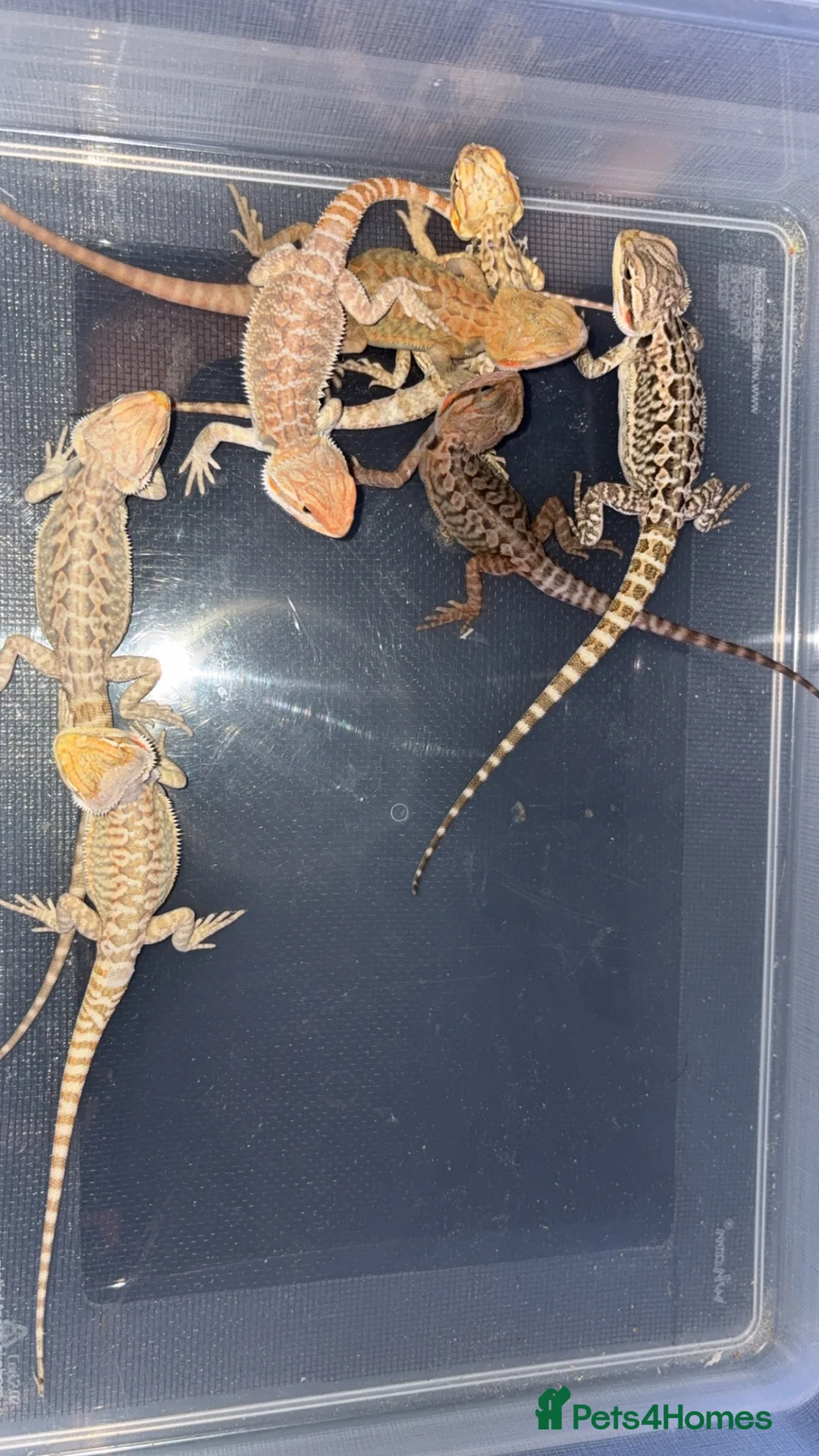 Bearded Dragon reptiles for sale: Clutch of leather backbearded dragon babies in Nottingham - Advert 2