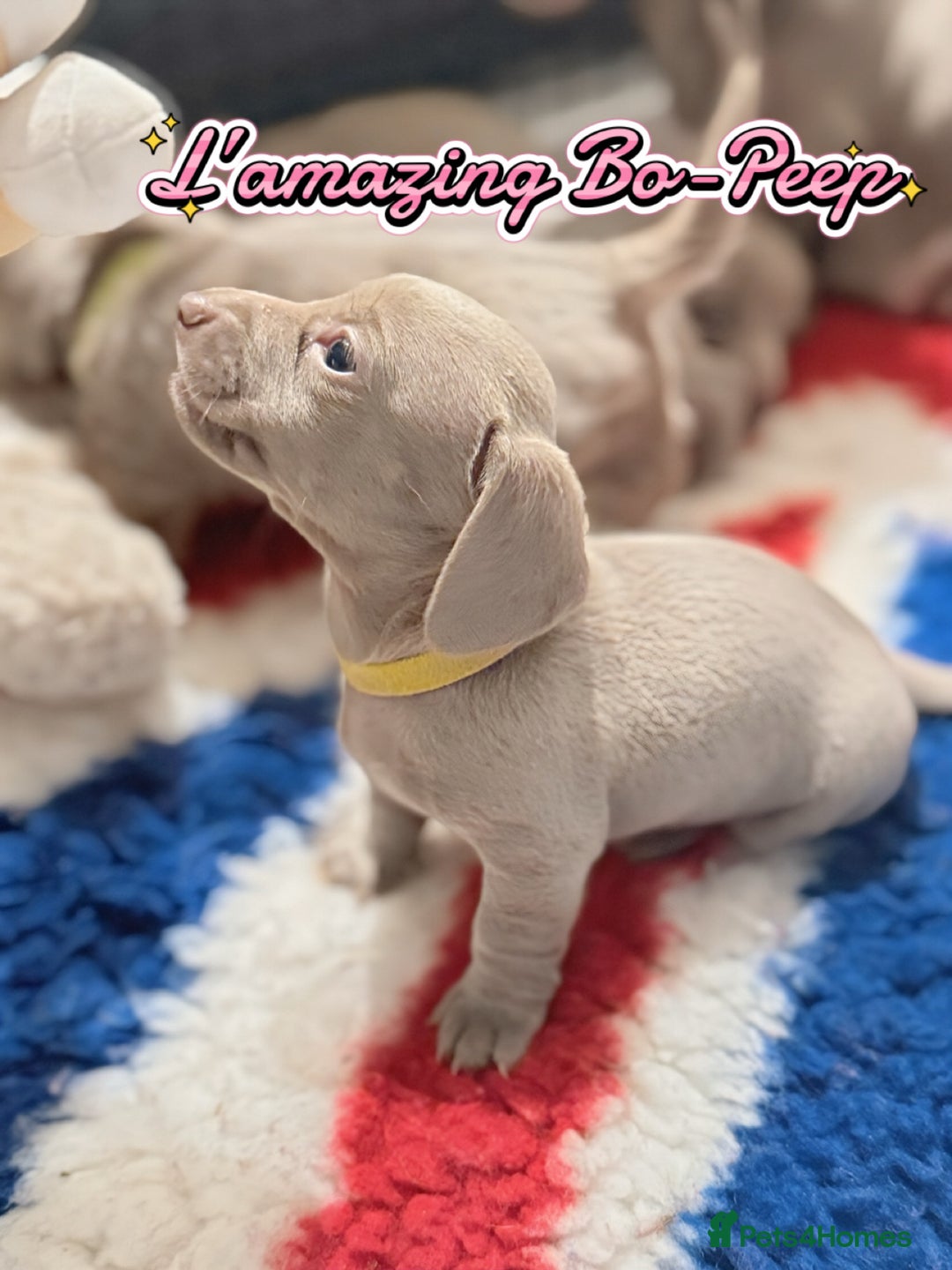 Miniature Dachshund dogs for sale: Stunning Isabella mini reg 5* health cert ready - Image 15