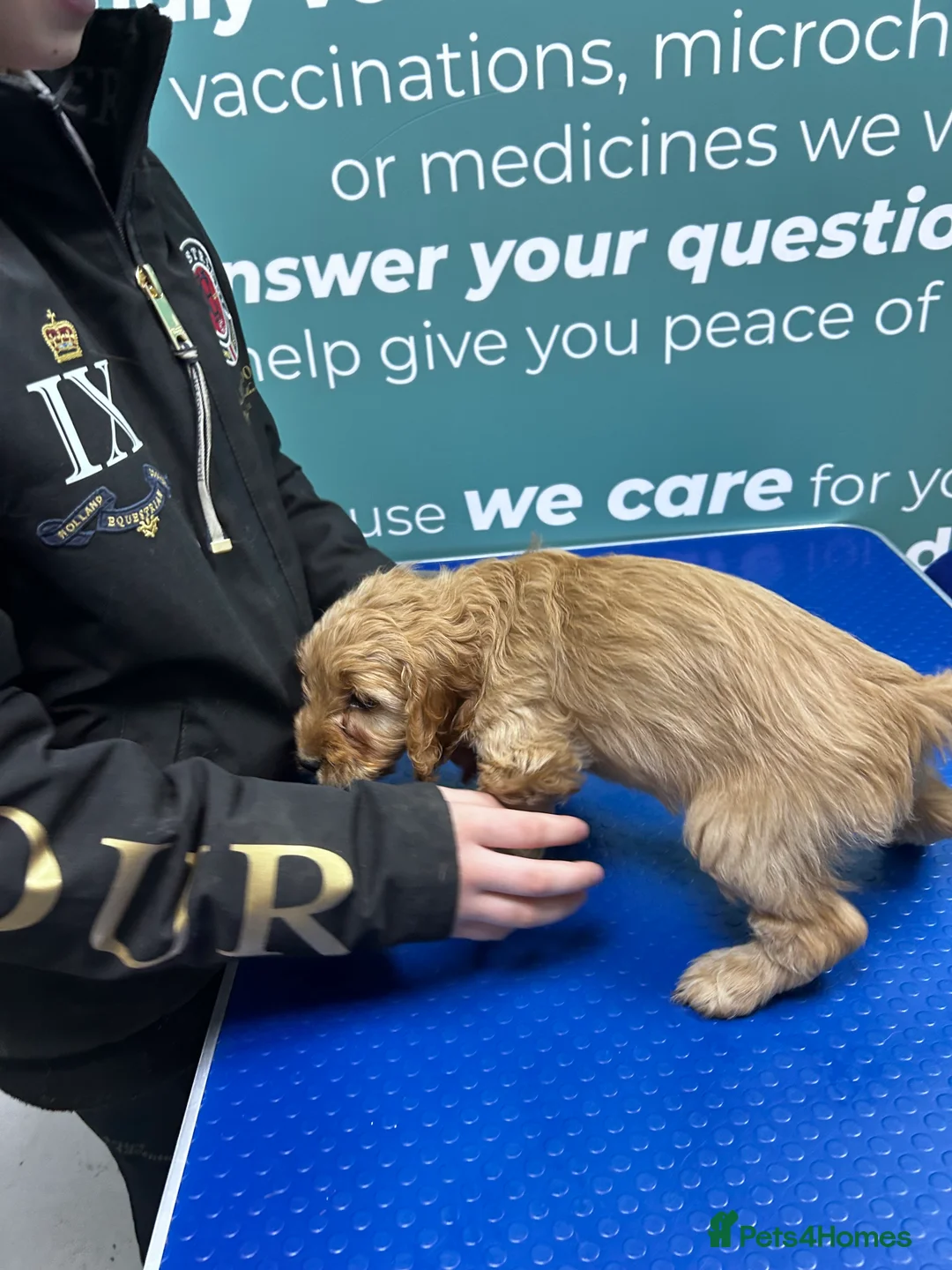 Cockapoo dogs for sale: F1 cockapoos  - Advert 19