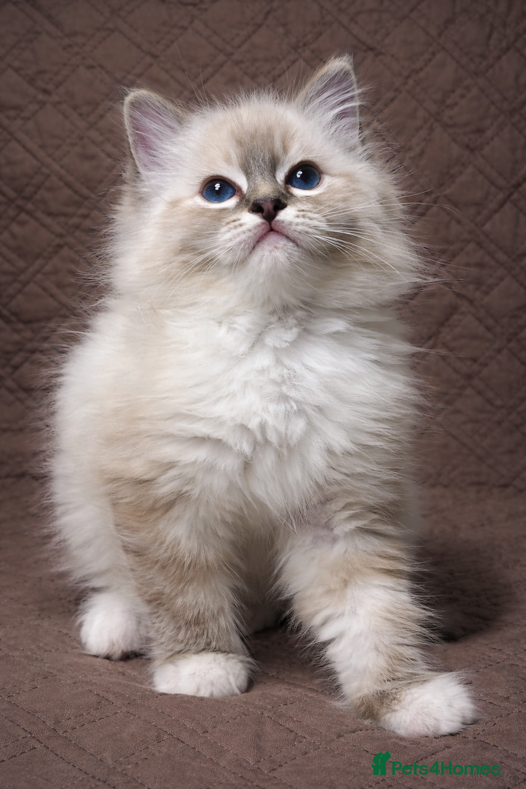 Ragdoll cats for sale: GCCF Registered Ragdoll Kittens Available  - Advert 2
