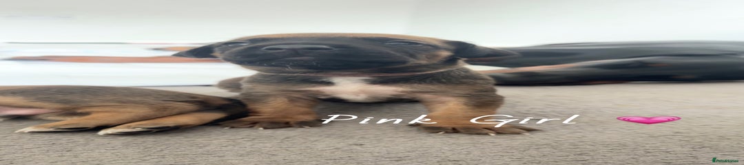 Pink girl 